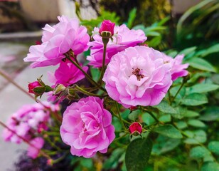 Fototapeta premium pink hydrangea flowers in garden