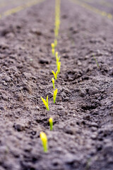 Row of new seedlings sprouting through soil in straight line