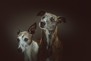 Two Cute Whippet dogs. Studio shot.