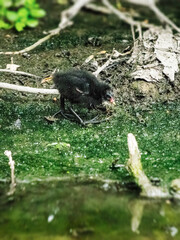 Moorhen Chick