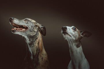 Two Cute Whippet dogs. Studio shot.