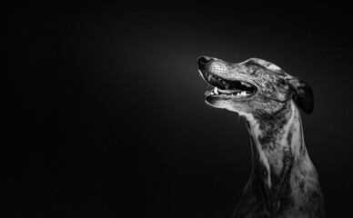 Cute Whippet dog. Studio shot.
