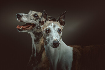 Two Cute Whippet dogs. Studio shot.