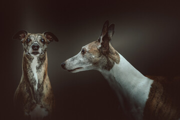 Two Cute Whippet dogs. Studio shot.