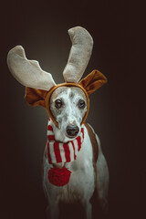 Whippet dressed up for Christmas. Studio shot.