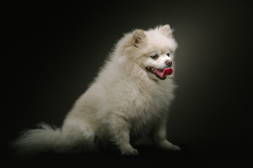 Adorable Spitz Dog. Studio shot.