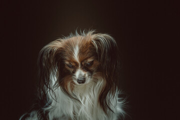 Adorable Papillon Dog. Studio shot.