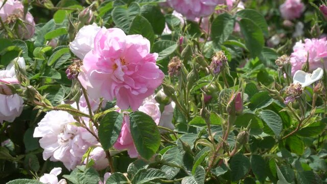 Bulgarian pink rose closeup in a gerden
