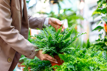 Gardening, planting concept. Woman choosing potted plants -lush Nephrolepis fern for her...