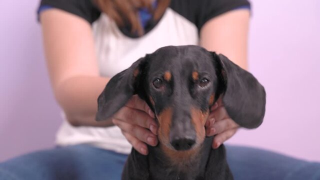 The owner at home makes massage of the head and neck of dachshund after rehabilitation or prophylaxis of the animal discopathy. Pet care and treatment concept