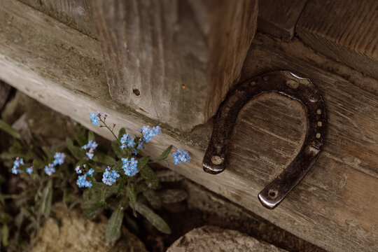 Old metal horseshoe on a wooden porch next to blue flowers in spring