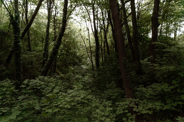 Picturesque dense forest after rain