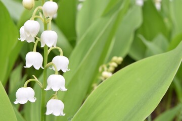 Lily of the valley flowers in the foreground, and in the background a blurred background in shades of green. On the right, a place for text or wishes.