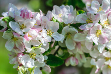 An apple branch strewn with delicate pink flowers close-up in the garden.