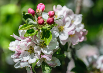 Naklejka na ściany i meble Apple branch with flowers and ovaries in the garden.