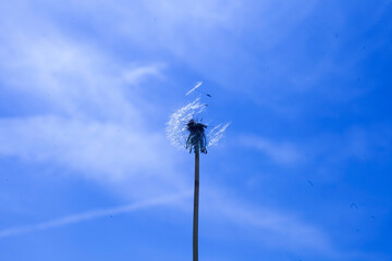 Fototapeta premium lonely dandelion petal flies into the clear sky