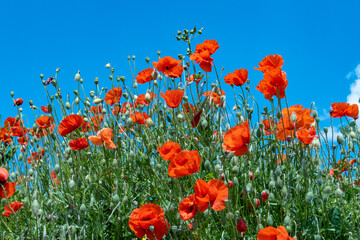 scenic poppy flower field with intensive red nand blue color