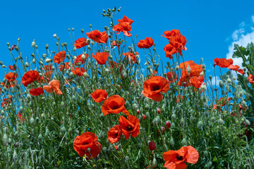 scenic poppy flower field with intensive red nand blue color