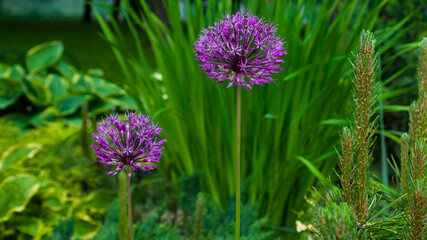 Giant onion, Allium giganteum purple flowers with green leaves on a flower bed in the park. Blur background. Macro photo, closeup