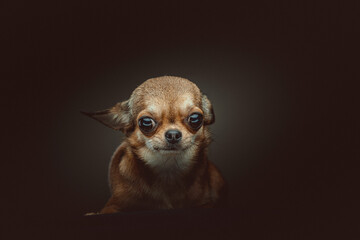 Adorable Chihuahua Dog. Studio shot.