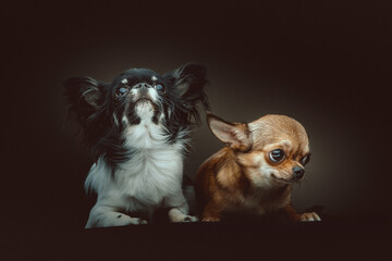 Two Cute Chihuahua Dogs. Studio shot.