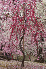 城南宮の枝垂れ梅