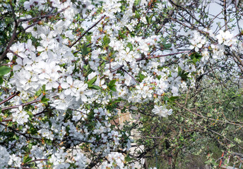 Branches of blossoming apricot macro