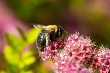 Honey bee on pink flowering shrubs