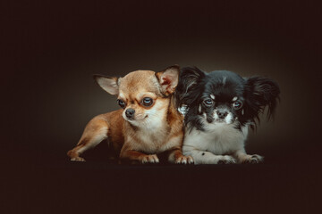 Two Cute Chihuahua Dogs. Studio shot.