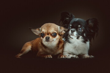 Two Cute Chihuahua Dogs. Studio shot.