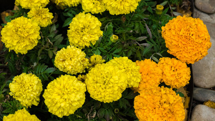 Yellow and orange Tagetes erecta flowers on a flower bed in the park. Background. Macro photo, closeup