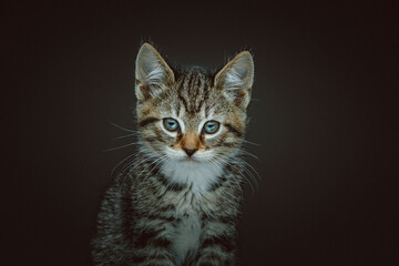 Obraz premium Little cute kitty. Studio shot.