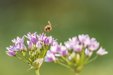 Insecte et fleurs 