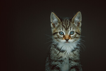 Little cute kitty. Studio shot.