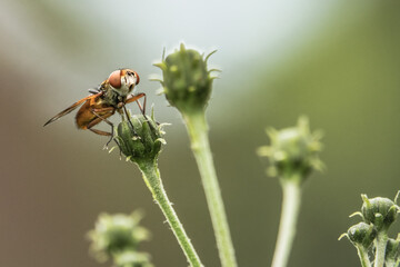 Macro de syrphe posé sur une fleur