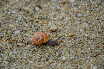 snail on the sand with small stones
