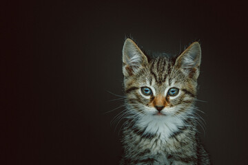 Fototapeta na wymiar Little cute kitty. Studio shot.