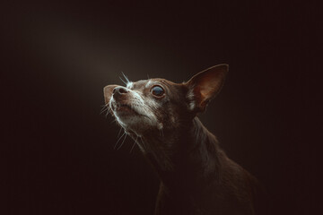 14 years old Toy Terrier dog. Studio shot.