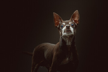 14 years old Toy Terrier dog. Studio shot.