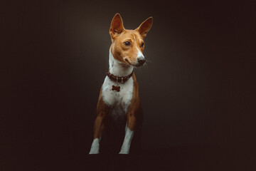 Basenji Terrier Dog. Studio shot.