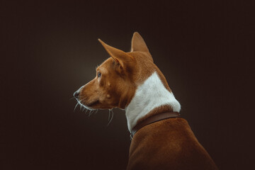Basenji Terrier Dog. Studio shot.