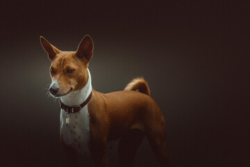 Basenji Terrier Dog. Studio shot.