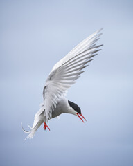 Arctic Tern