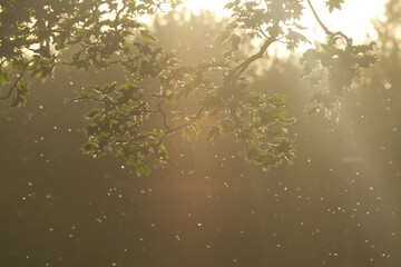 Light shining through tree leaves with light particles 