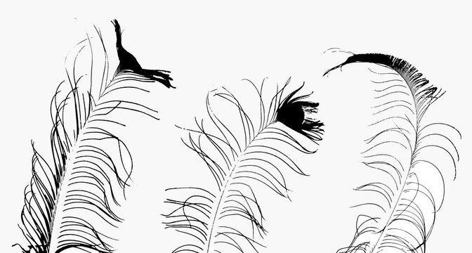 A collection of silhouettes of natural peacock feathers on a white background.