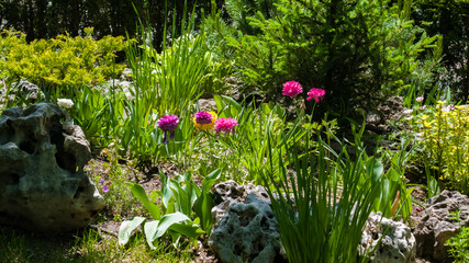 Peony, Paeonia officinalis, magenta flowers on a flower bed among green grass in the park. Background © Alex Yakunina