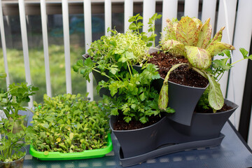 Indoor Garden of Celery, Lettuce, Watercress, Micro-Greens