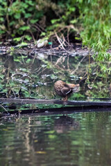 Mallard
