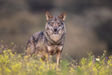 Iberian Wolf