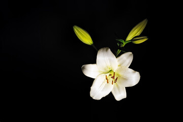 Fototapeta na wymiar White lily flower isolated on black with copy space